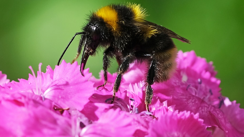 Eine Hummel sitzt in einem Garten auf einer Bartnelke.