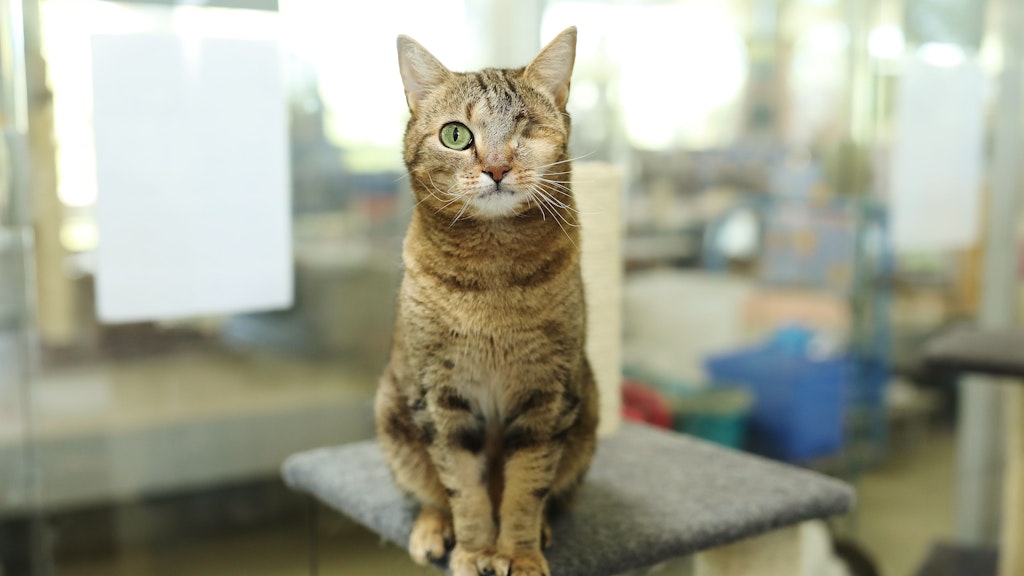 Wer gibt Katze Smallie ein neues Zuhause? Sie wartet im Tierheim Berlin auf einen Hospiz-Platz.