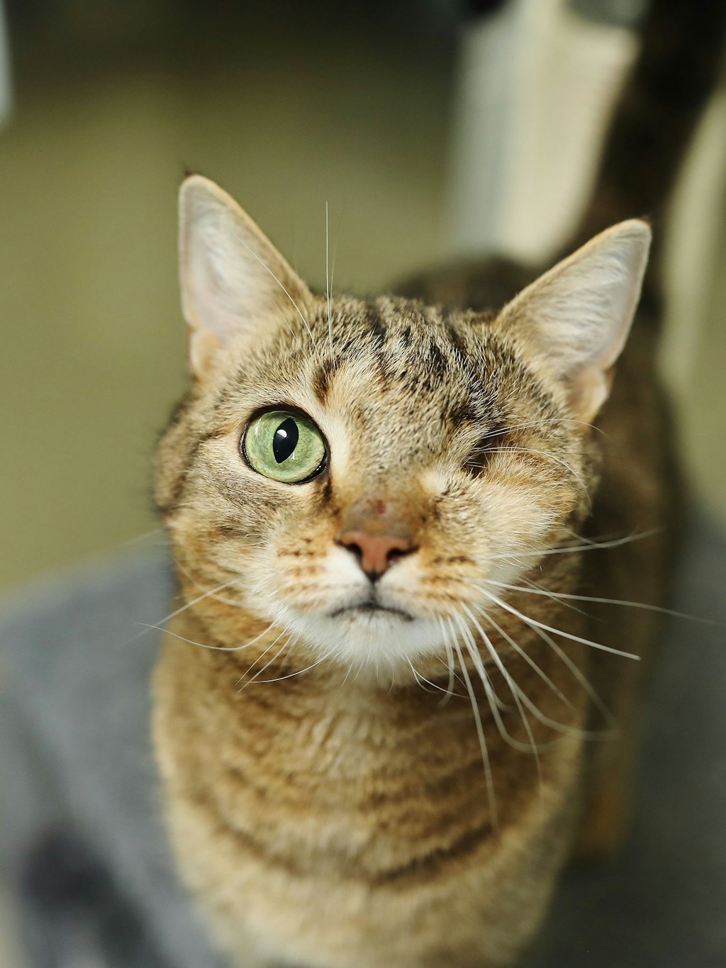 Katze Smallie fehlt ein Auge - es musste bei einer Operation entfernt werden.
