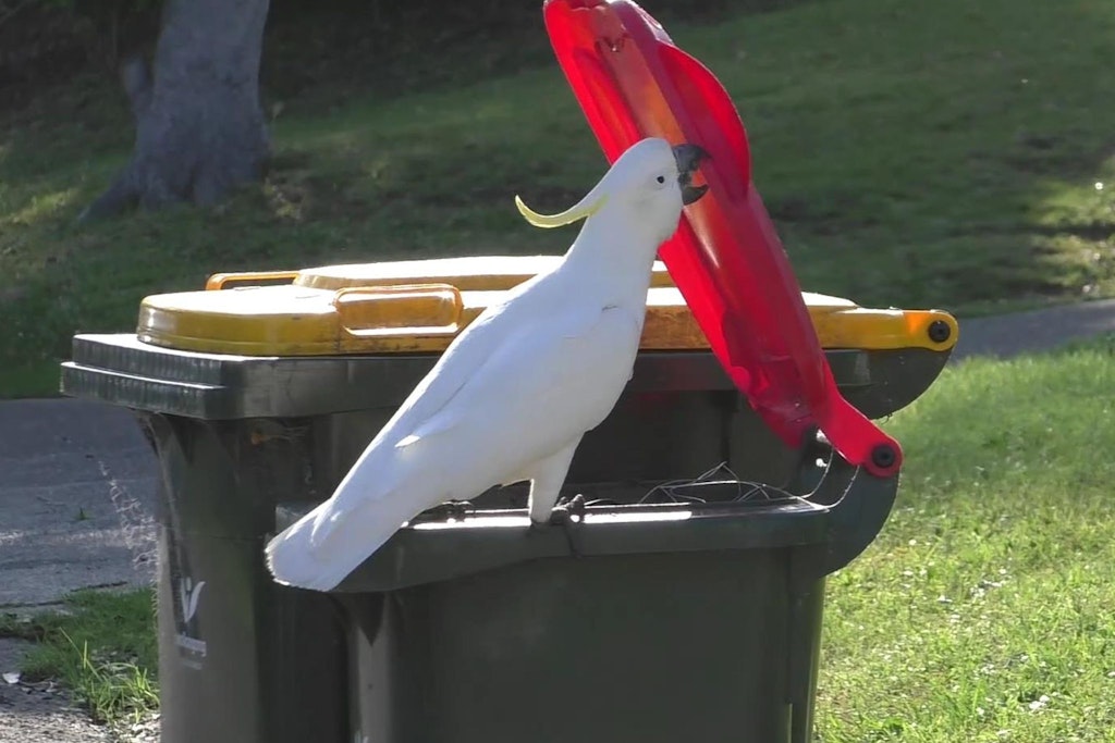 Ein australischer Gelbhaubenkakadu öffnet eine Mülltonne.