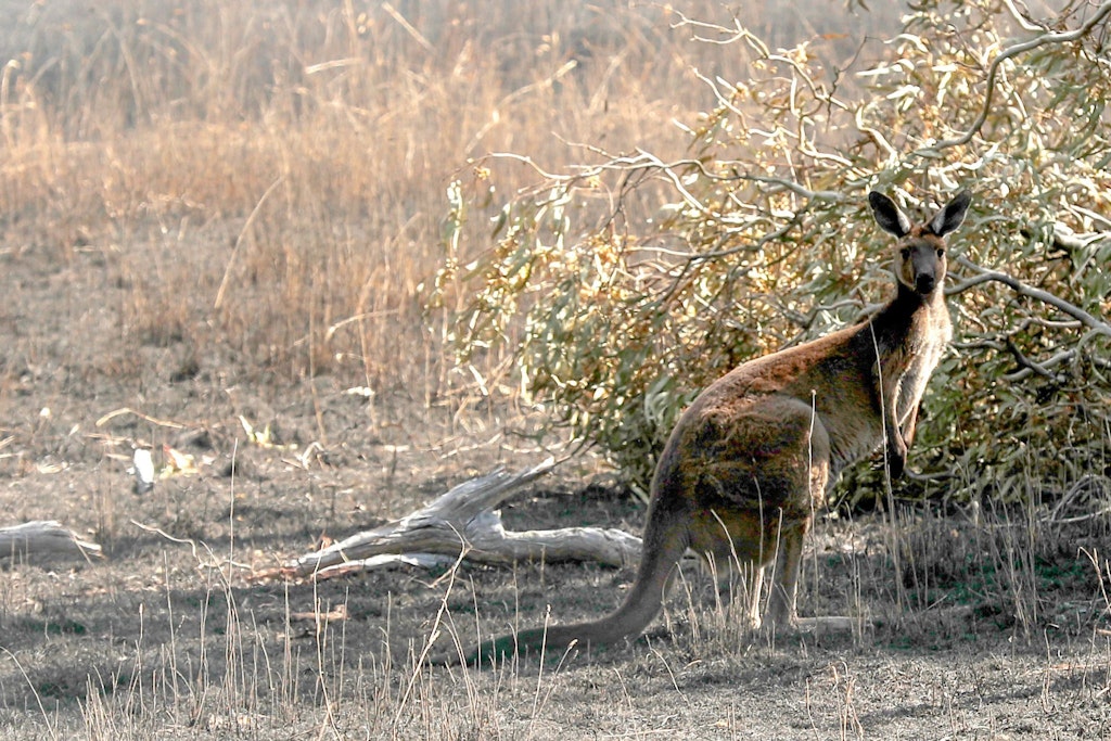 Das ist doch so süß passt bestens zu diesem Foto von einem Känguru. Und doch: Die Tiere können auch ganz anders.