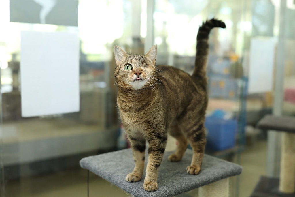 Findet Katze Smallie noch einmal das große Glück? Die Tierpfleger im Tierheim Berlin hoffen darauf.