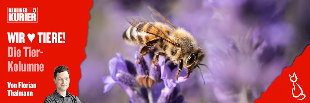 Insekten sind wichtig für die Natur - deshalb sollten wir Ihnen einen Lebensraum geben.