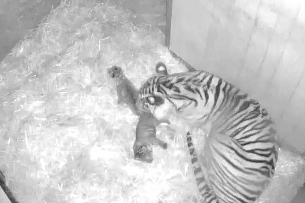 Das erste Foto der glücklichen Familie: Tiger-Mama Mayang und ihre Zwillinge - das Bild wurde von einer Kamera aufgenommen, die in der Wurfhöhle installiert ist. 