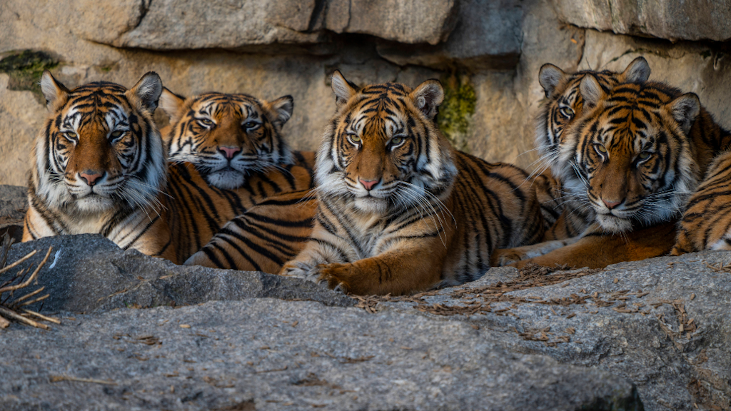 Die 2018 geborenen Vierlinge mit ihrer Mama: Die Tigerjungen mussten später wegen einer Erbkrankheit eingeschläfert werden.