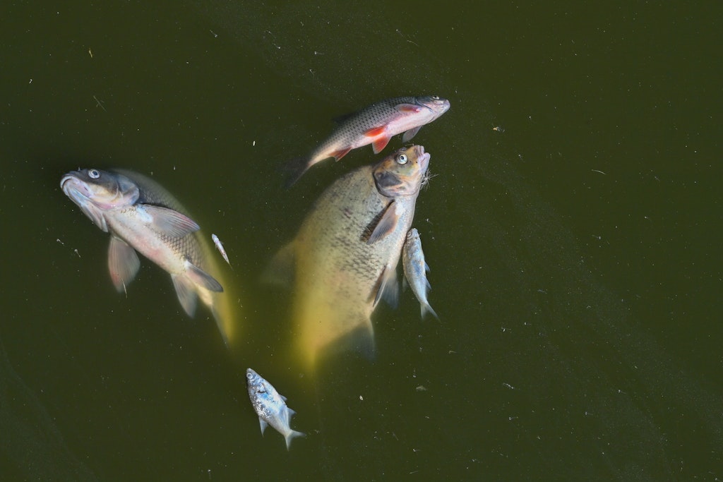Tote Fische in der Oder