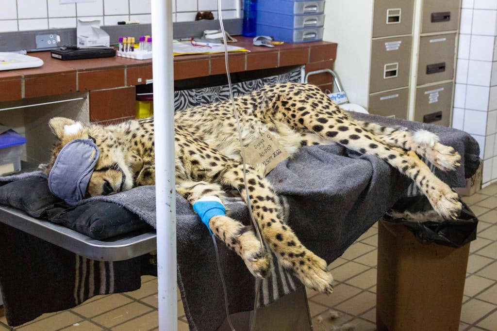 Acht Tiere aus Afrika sollen nach in Indien ausgewildert werden. Ein Weibchen wird für die Reise vorbereitet. 