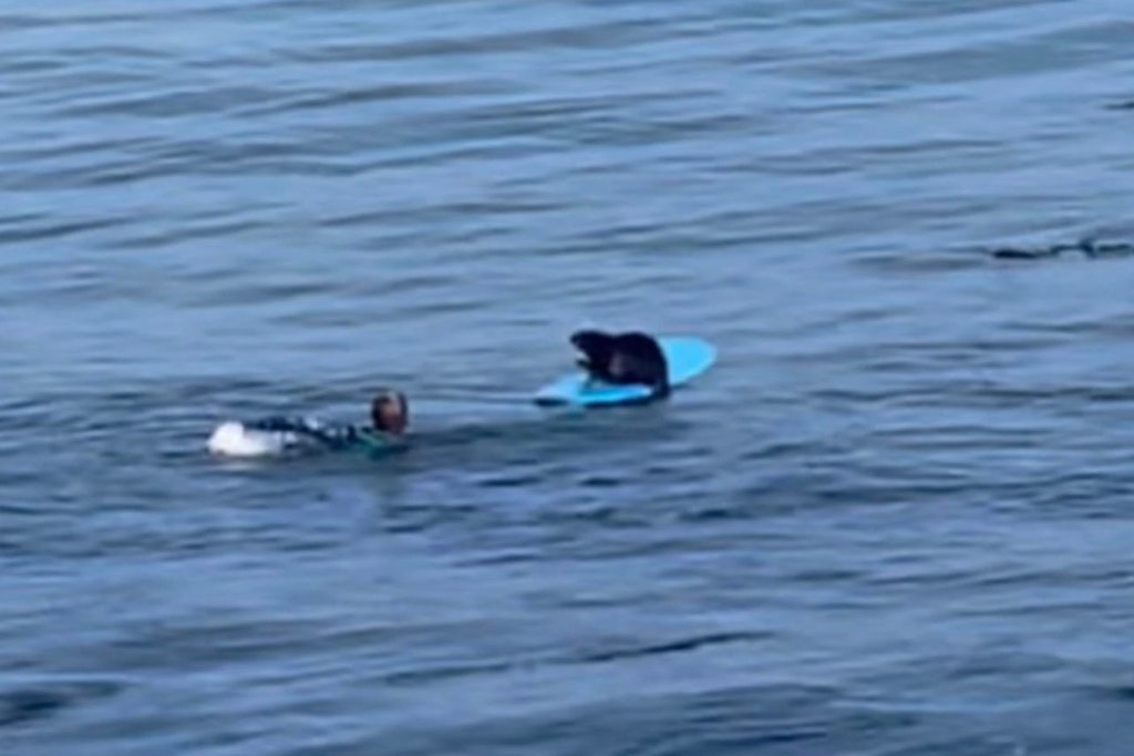 Nick Ericksen wurde vor der Küste von Santa Cruise von einer Welle ins Wasser geschleudert. Als er zurück zu seinem Board schwamm, saß ein Seeotter darauf – was seinen Platz nicht mehr räumen wollte.