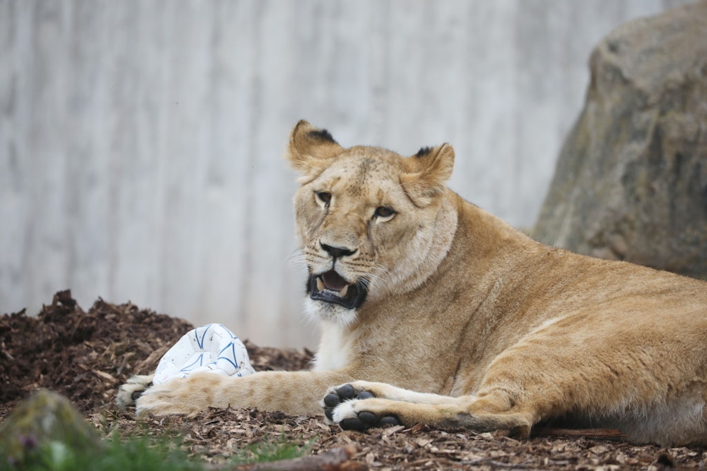 Löwin Latika liegt an ihrem zweiten Geburtstag mit einem Ball im Thüringer Zoopark. Am 21.06.2022 informierte der Zoo über den plötzlichen Tod des Jungtieres. 