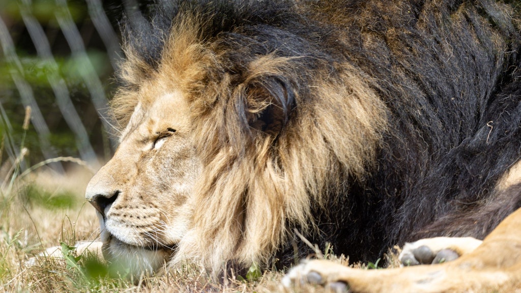 Löwe Aslam liegt im Löwengehege des Zooparks in Erfurt. Seine Tochter, die dreijährige Löwin Latika, ist gestorben. 