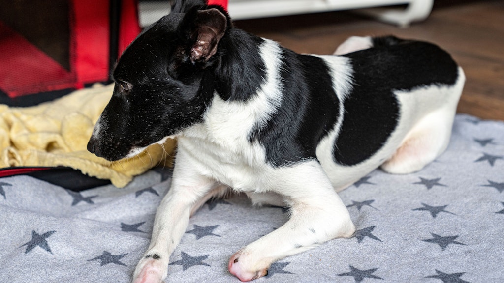 Verstümmelt sind auch die Vorderläufe von Terrier-Mischling Bim.