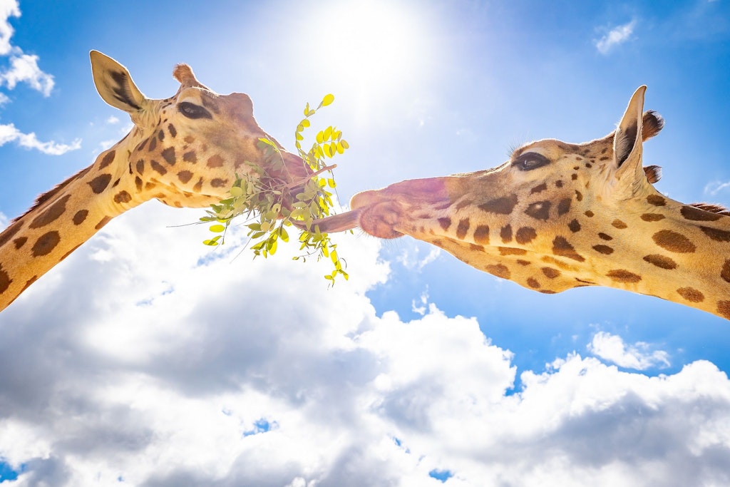 So nah werden wir bald die bis zu sechs Meter großen Giraffen im Tierpark bestaunen können. 