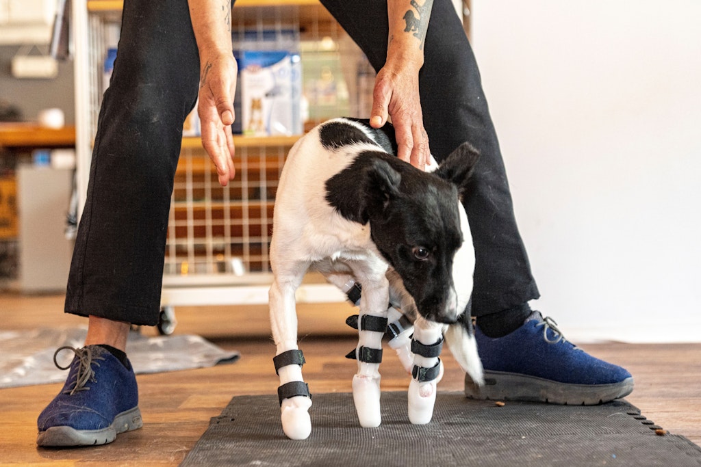 Bim, der schwerstverletzte Hund aus der Ukraine, steht mit Unterstützung von Beinprothesen auf einer Matte.