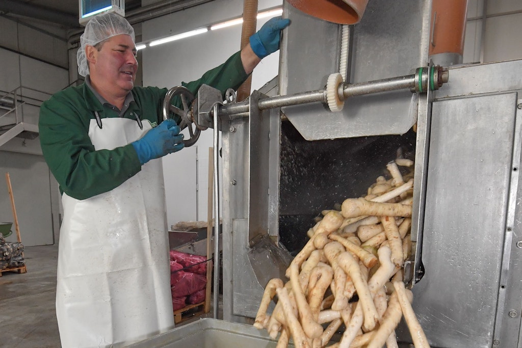  Traditionell wird das Wurzelgemüse Meerrettich im Spreewald von Oktober bis Januar geerntet und verarbeitet, die Haupterntezeit ist im November.