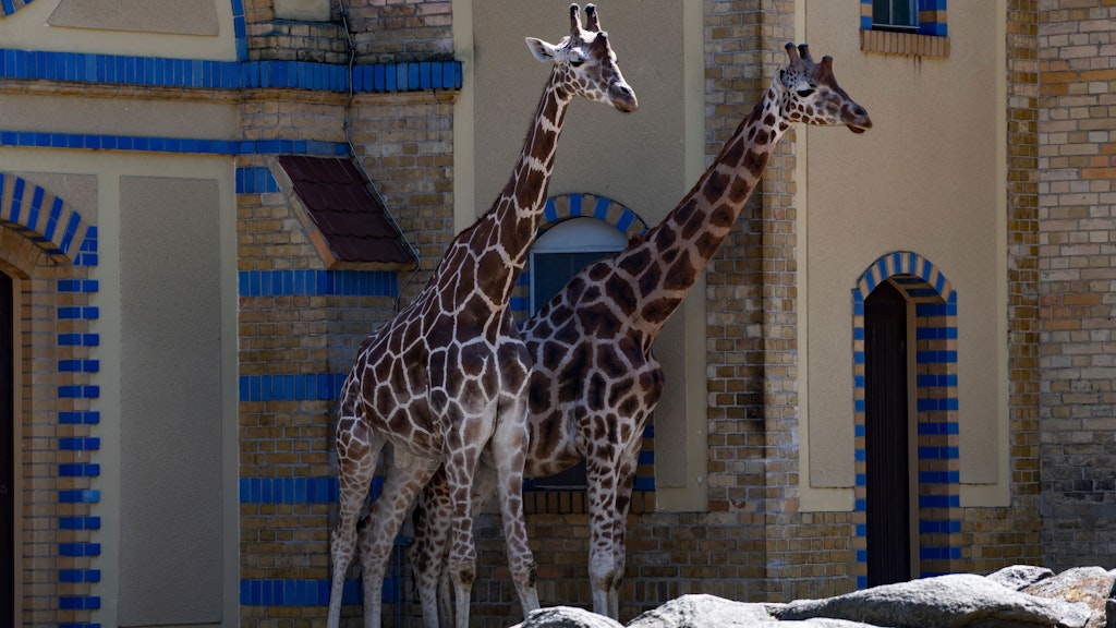 Im Giraffenhaus im Zoo werden minimal die Temperaturen heruntergeregelt.