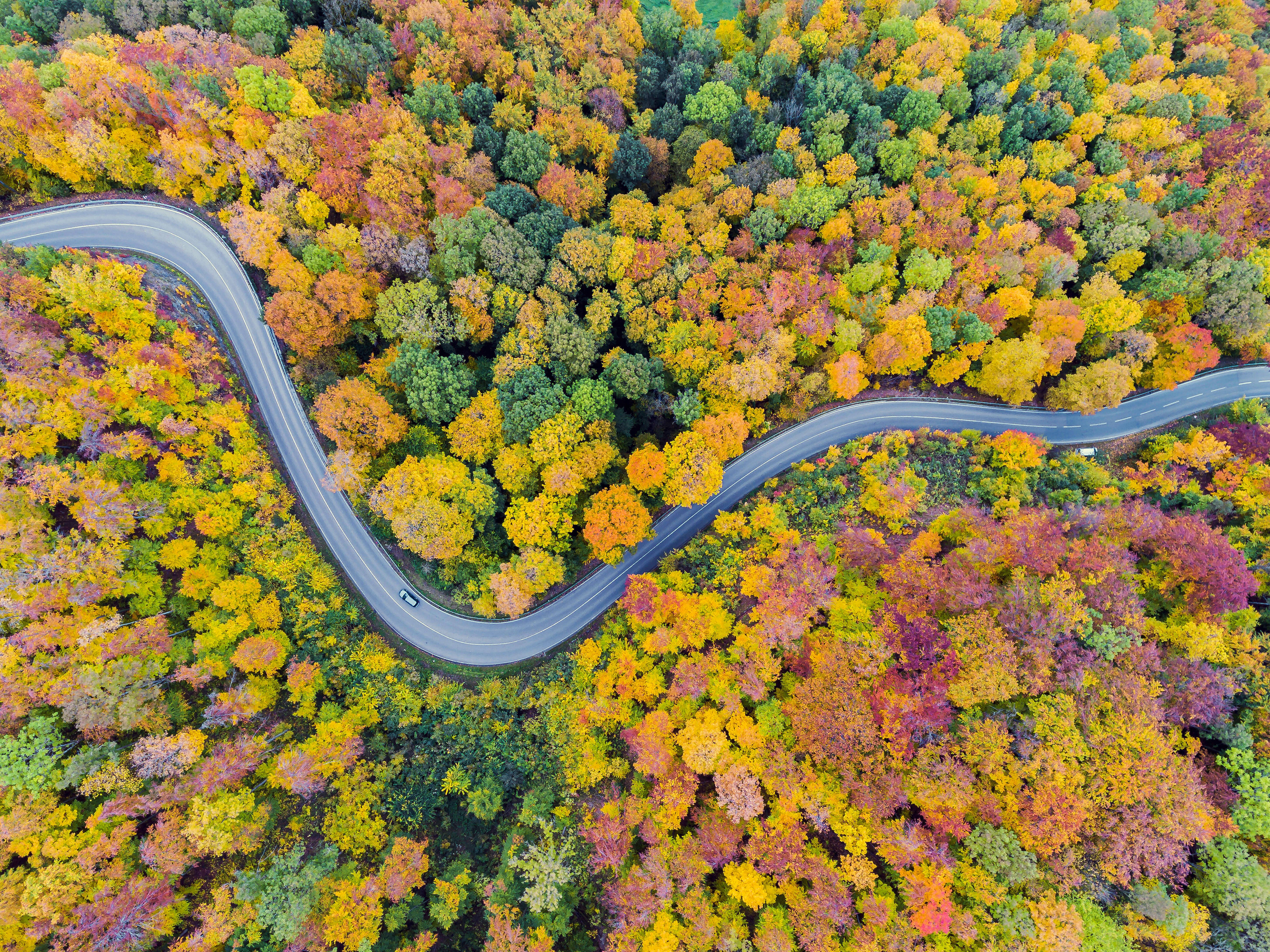 Geniales Herbst-Wissen: Warum Werden Eigentlich Die Blätter Bunt ...