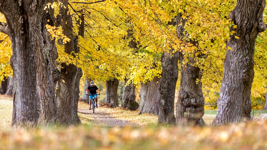 Die herrlichen Farben der Blätter im Herbst laden zum Träumen ein. Aber: Warum werden die Blätter bunt?