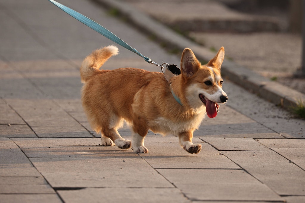 Ein Corgi, offiziell Welsh Corgi Cardigan
