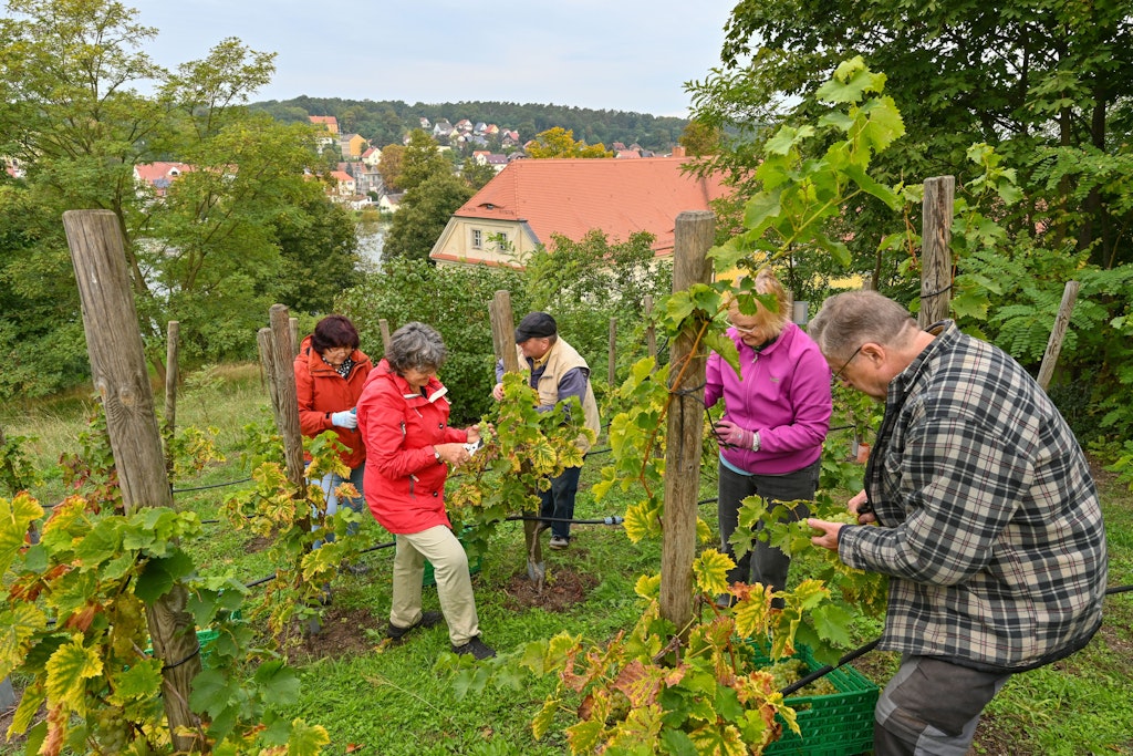 Mitglieder vom Verein Kloster-Winzer e. V. ernten auf dem Scheibenberg am Kloster Neuzelle Weintrauben der Sorte Muskateller.