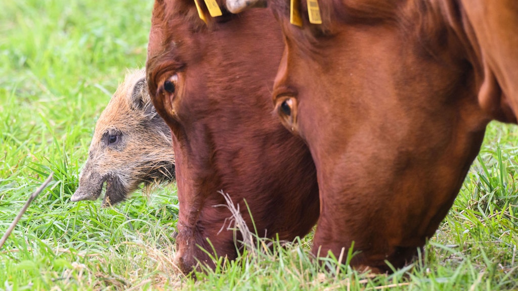 Frischling "Frida" grast mit ihren neuen Freundinnen.