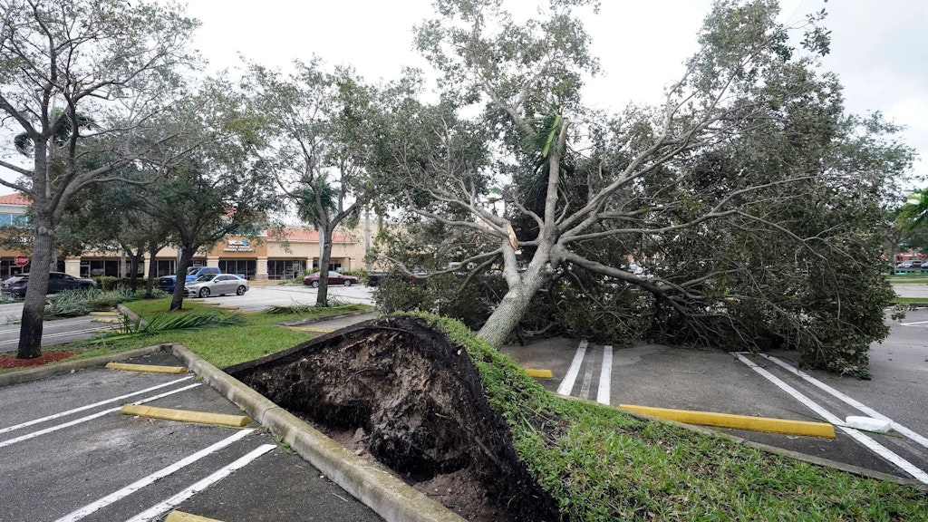 Ein von den starken Winden der äußeren Bänder des Hurrikans „Ian“ entwurzelter Baum in Florida.