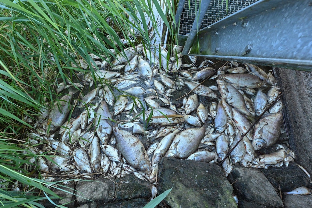 Tote Fische haben sich an einem Wehr im deutsch-polnischen Grenzfluss Oder gesammelt. Anfang August erschütterte das massive Fischsterben die Region. 