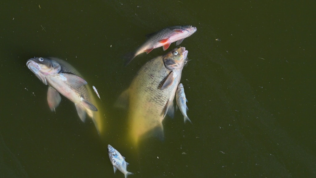 Tote Fische treiben im Wasser des deutsch-polnischen Grenzflusses Oder im Nationalpark Unteres Odertal. Die Zusammenarbeit der deutschen und polnischen Behörden hat nicht funktioniert. 