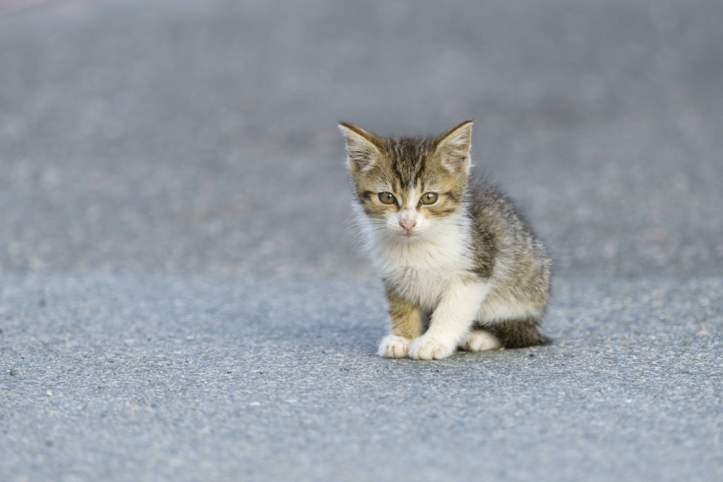 Der Mann wollte einer Katze ausweichen und kam von der Fahrbahn ab. (Symbolbild)