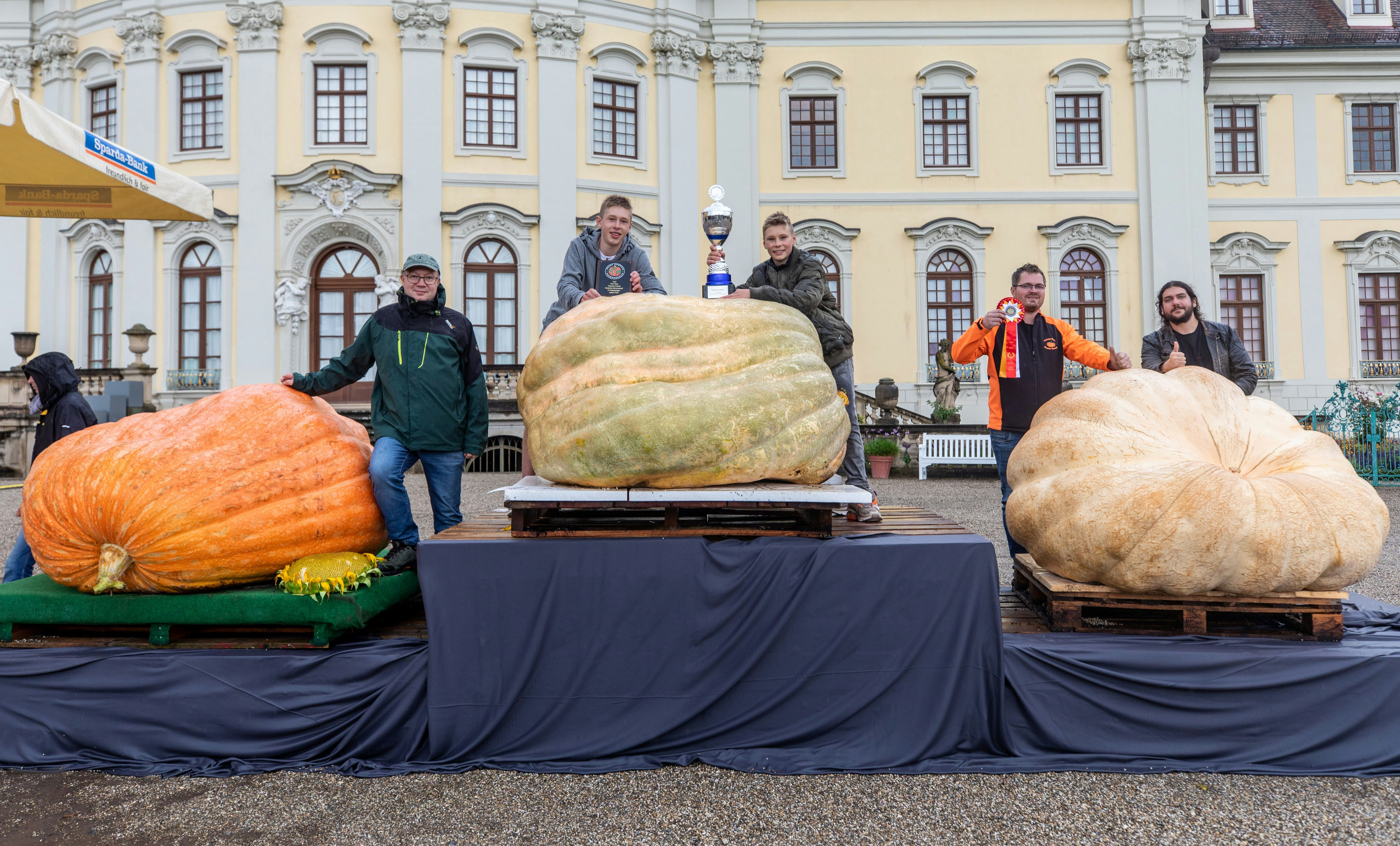 Dicker Brocken: Deutschlands schwerster Kürbis wiegt fast 800 Kilo