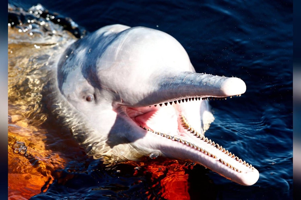 Ein Amazonasdelfin schwimmt im Rio Negro in der Nähe von Manaus. Der Bestand ist bedroht.