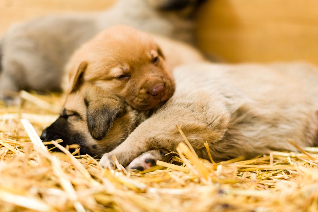 Süß sehen sie aus, aber sind auch alle Papiere da? Wer einen Hund kauft, sollte das beim seriösen Züchter tun. Doch viele scheuen die hohen Preise.