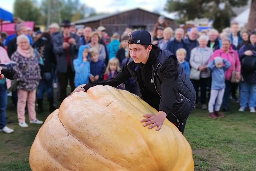412 Kilo wiegt der Riesen-Kürbis!