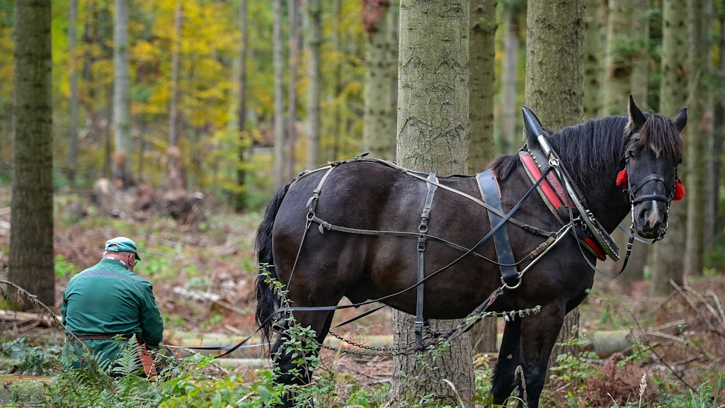 Ralf Fangerow macht neben seinem Kaltblutpferd Amigo eine Pause. Das Pferd kann bis zu einer Tonne schwere Baumstämme über den Waldboden ziehen. 