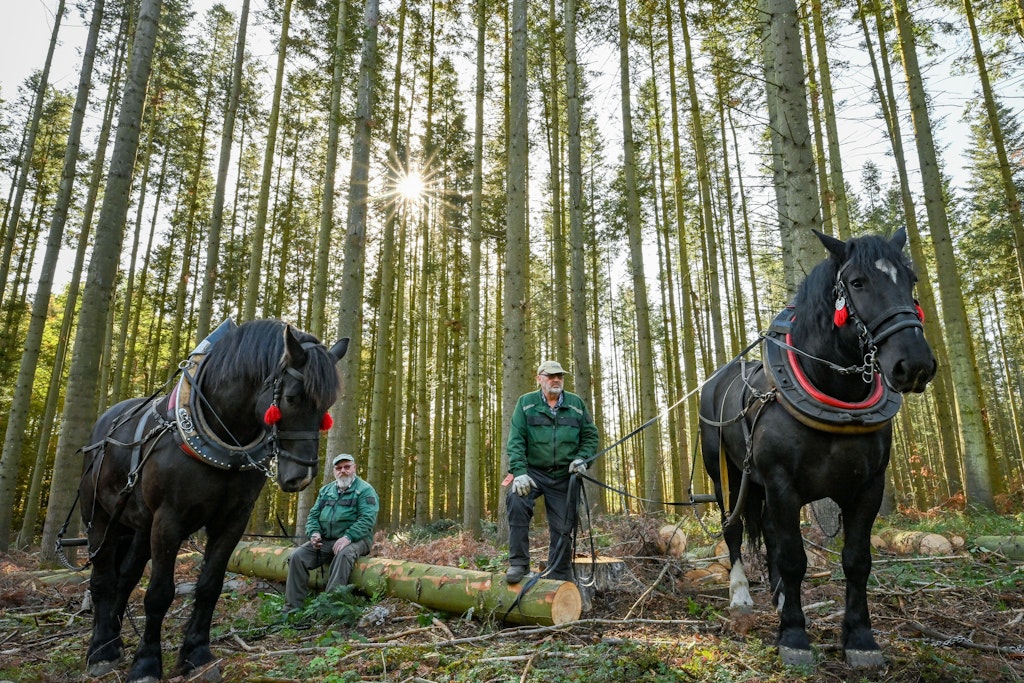 Ralf (l) und sein Bruder Jens Fangerow machen mit ihren Kaltblutpferden Amigo (l) und Paco eine Pause in einem Wald mit Küstentannen. Mit Hilfe der Rückepferde wird geschlagenes Holz aus dem dichten Wald gezogen. Die starken Kaltblutpferde haben auch ein cooles Gemüt. 