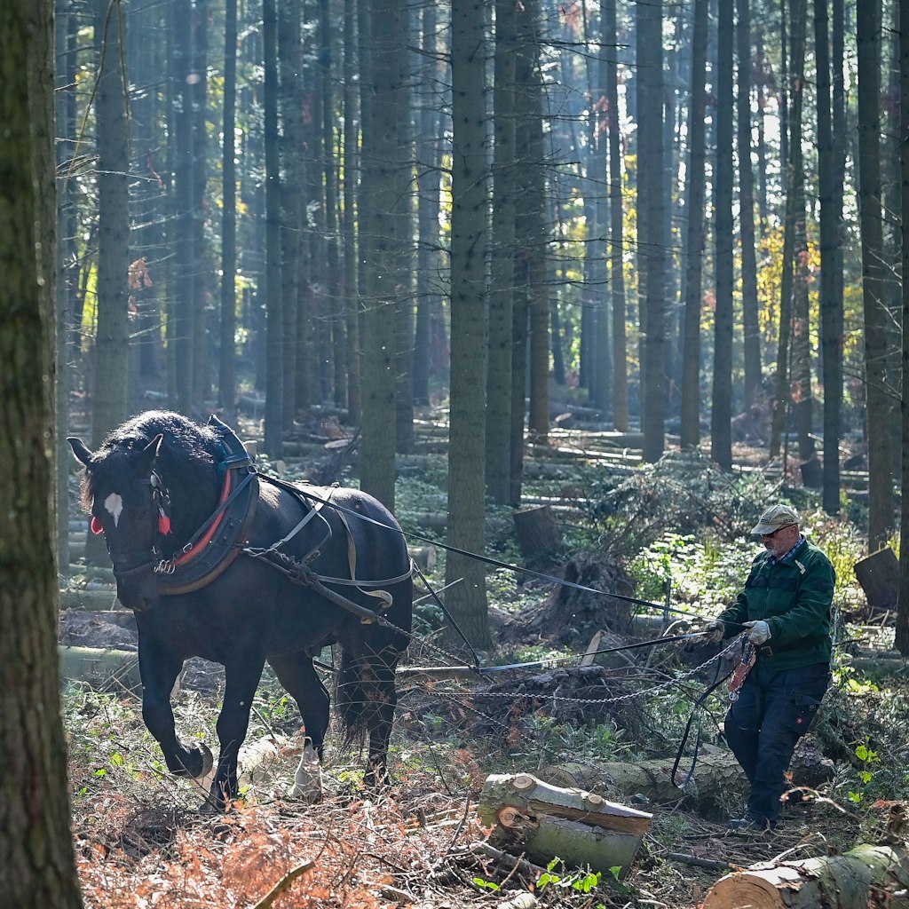 Jens Fangerow zieht mit seinem starken Kaltblutpferd Paco Baumstämme durch einen Wald. 
