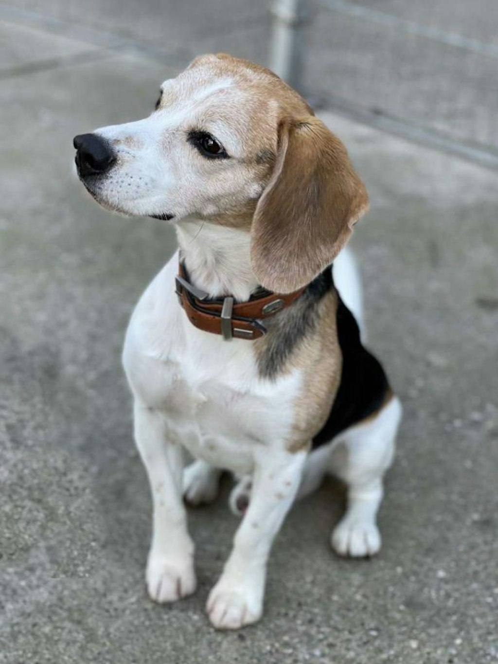 Hinter Hund Monthy liegt keine leichte Zeit. Momentan lebt er im Tierheim Berlin.