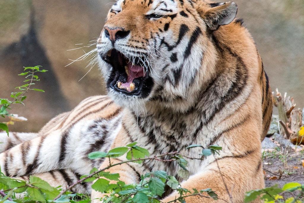 Trauer um Darius: Nachdem sich der Gesundheitszustand des Amur-Tigers in den letzten Tagen laut Zoo rapide verschlechtert hatte, ist er nun eingeschläfert worden. 