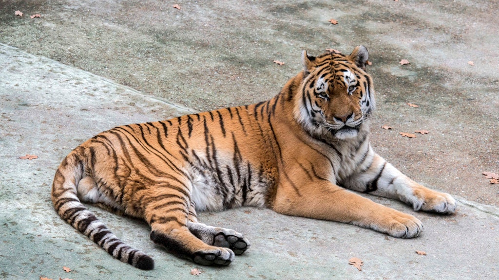 Dem Tiger Darius ging es Zoo-Angaben zufolge schlecht. Eine Besserung war nicht in Sicht. Er wurde am Freitag eingeschläfert. 
