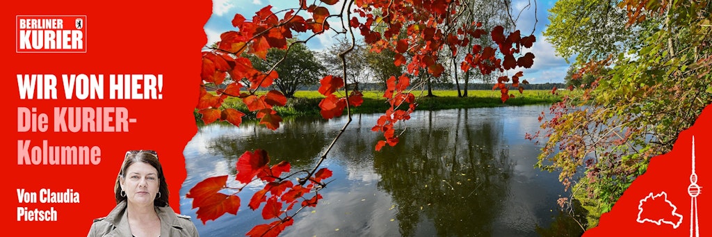 Die Sonne scheint durch herbstlich bunt gefärbte Blätter von Laubbäumen. Fotografiert am Ufer der Spree vor den Toren Berlins. 