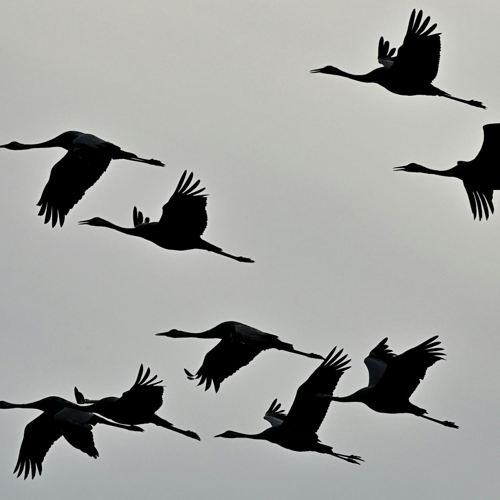 Kraniche fliegen am herbstlichen Himmel. In diesen Wochen ziehen die imposanten Vögel wieder in großen Scharen laut trompetend über unsere Region. 
