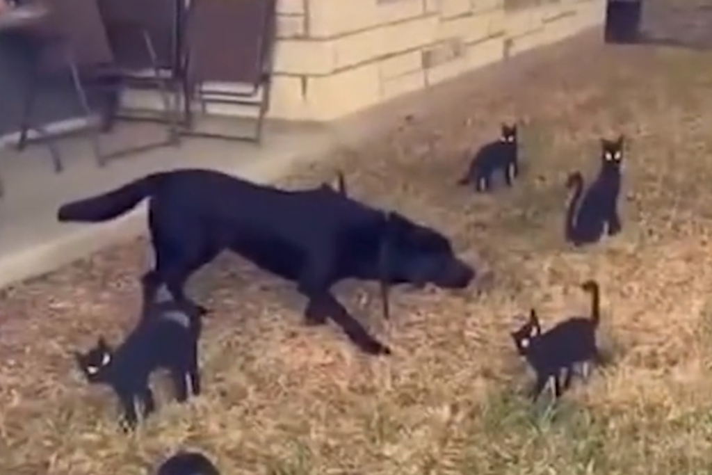 Labrador Maverick verfiel in eine Starre, als der die Halloween-Dekoration im Vorgarten bemerkte.