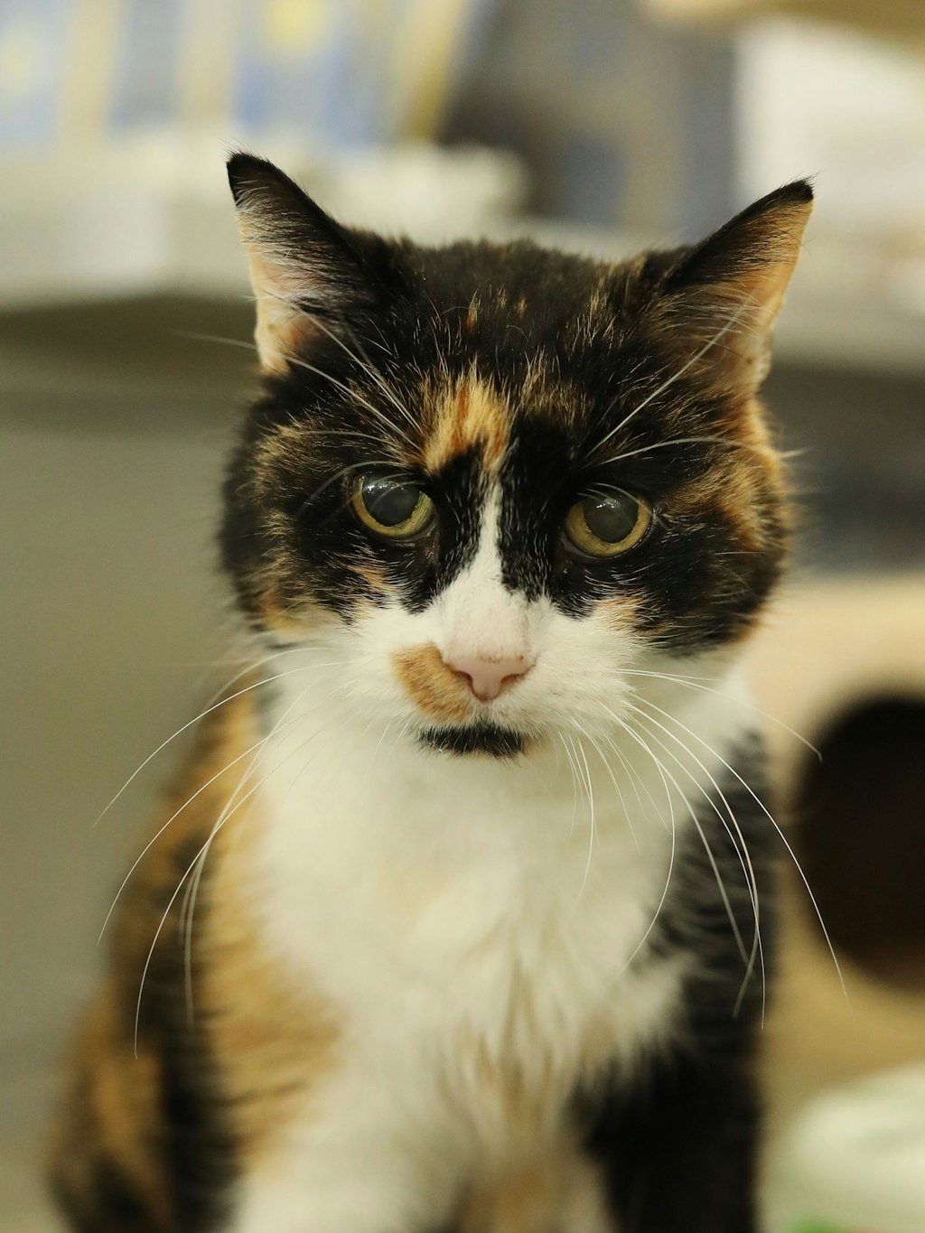 Katzen-Omi Phoebe sucht aktuell ein neues Zuhause.
