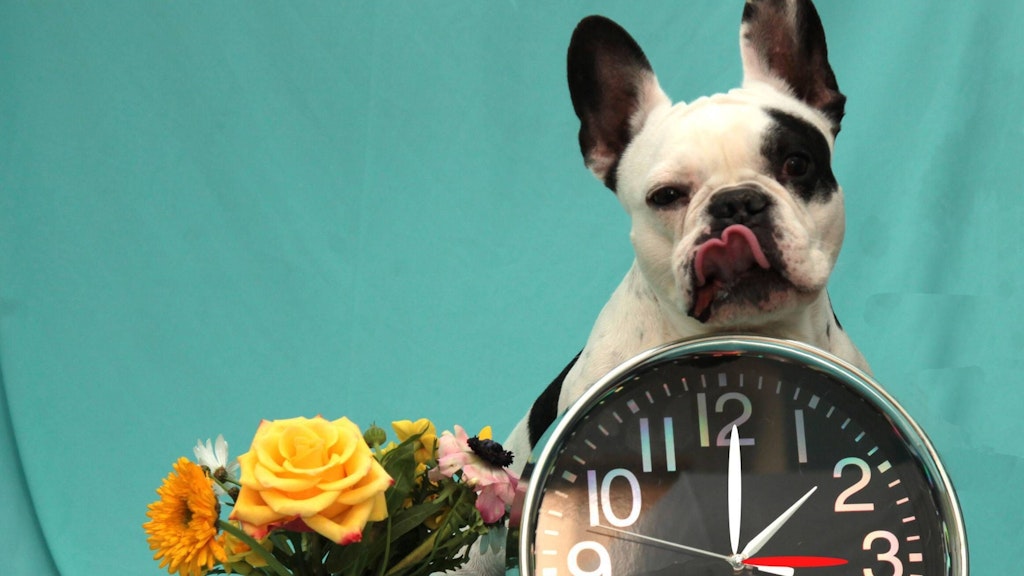 Auch ein Hund kann durch die Zeitumstellung verunsichert werden.