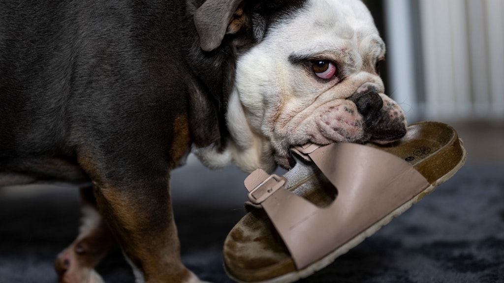 Eine kranke Bulldogge trägt einen Hausschuh durch das Wohnzimmer von Stephanie Badura.