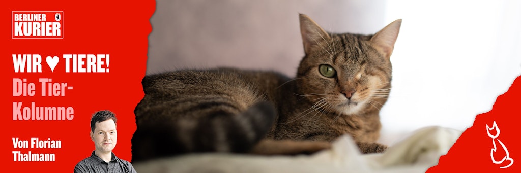 Katze Smallie verlor durch eine Tumor-Operation ein Auge - nun ist die süße Samtpfote gestorben.