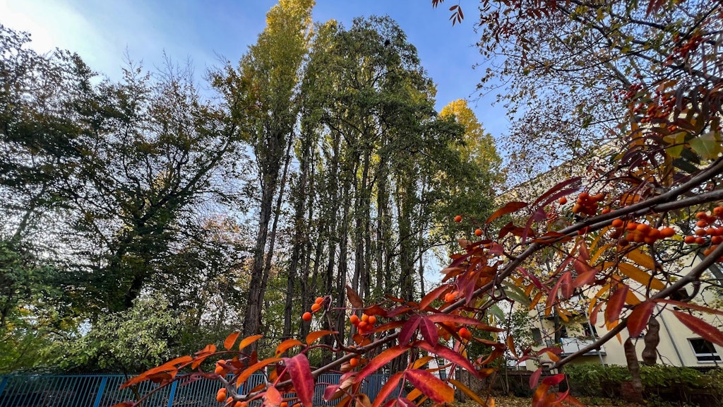 Das Gelände hinter dem blauen Zaun soll bebaut werden. 