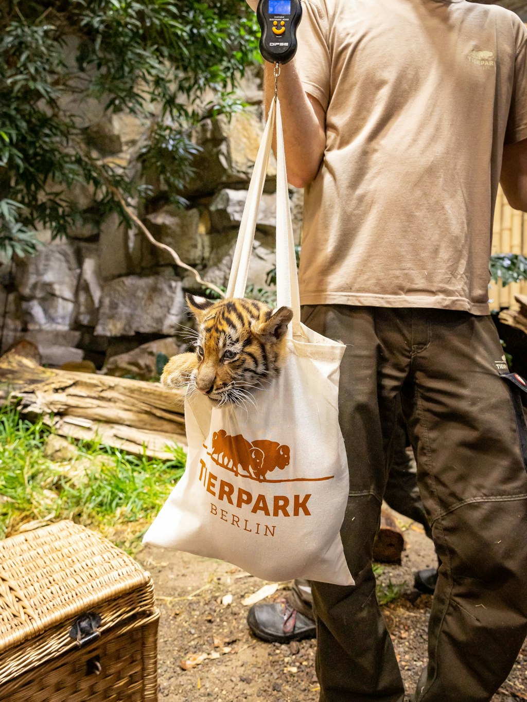 Nein, dieses Tigerchen ist nicht auf Shopping-Tour: Die junge Tiger-Dame wird in einem Jutebeutel gewogen.