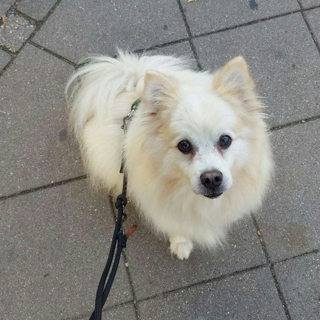 Rambo braucht unbedingt ein ruhiges Zuhause ohne viel Hektik. Interessenten können sich im Tierheim Berlin melden.