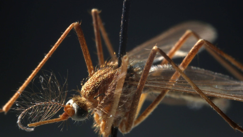 Diese Mücke soll das West-Nil-Virus übertragen.