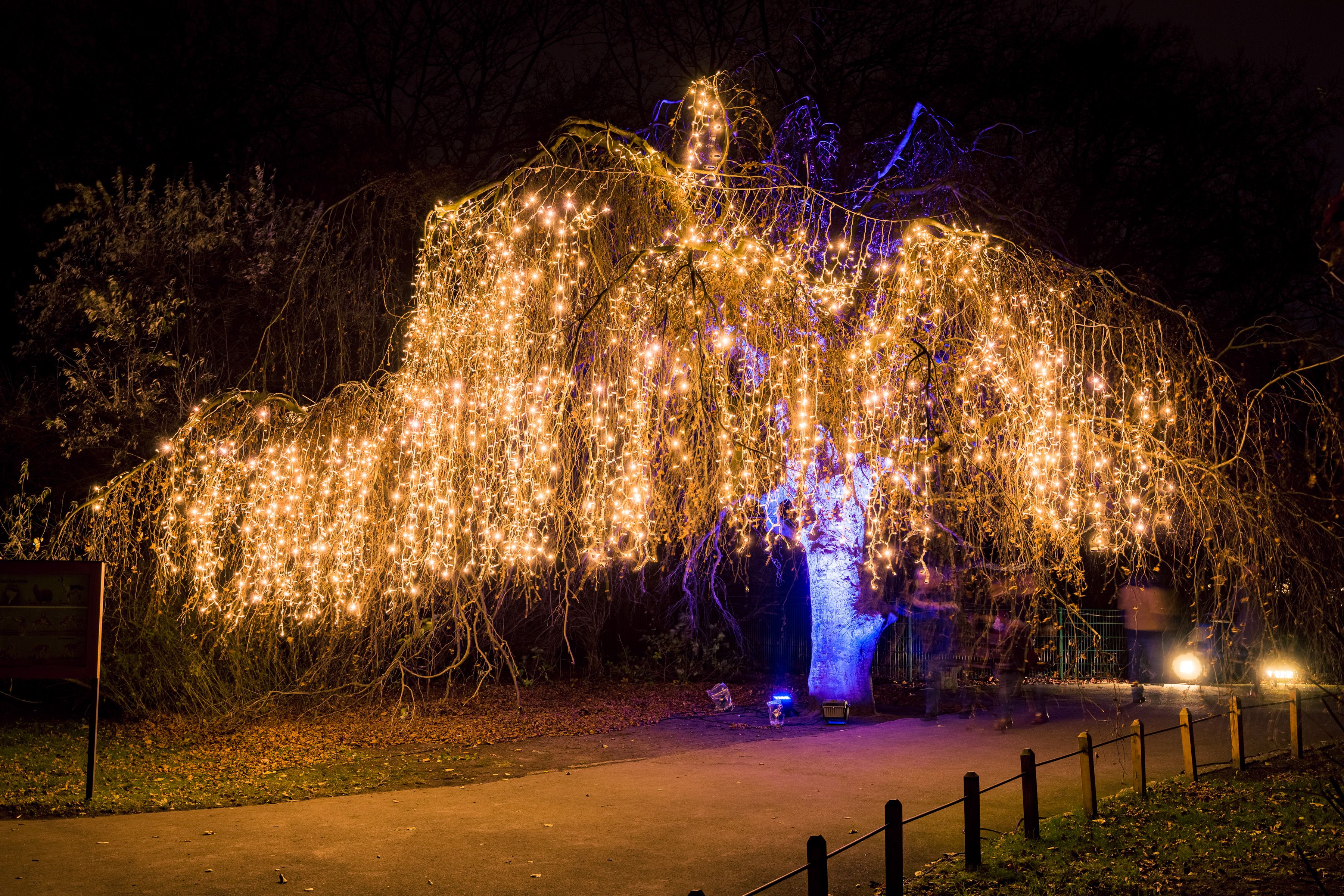 Weihnachten Im Tierpark. Ein Wundervoller Ausflug In Eine Leichtende ...